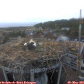 20_10-nest.jpg