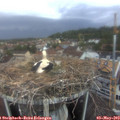 20_25-nest.jpg