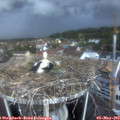 20_35-nest.jpg