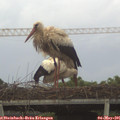 06_00-mast.jpg
