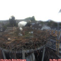06_00-nest.jpg