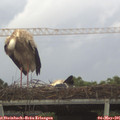 06_05-mast.jpg
