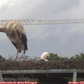06_10-mast.jpg