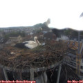 06_10-nest.jpg