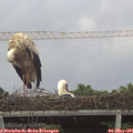 06_15-mast.jpg