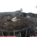 06_15-nest.jpg