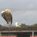 06_20-mast.jpg