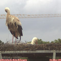 06_25-mast.jpg