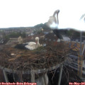 06_25-nest.jpg