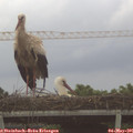 06_30-mast.jpg