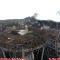 06_30-nest.jpg