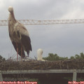 06_35-mast.jpg