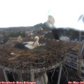 06_35-nest.jpg