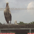 06_40-mast.jpg
