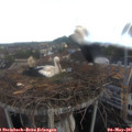 06_40-nest.jpg