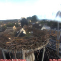 06_45-nest.jpg
