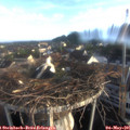 06_55-nest.jpg