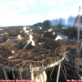 07_00-nest.jpg