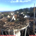 07_15-nest.jpg