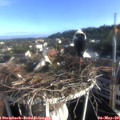 07_25-nest.jpg