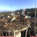 07_30-nest.jpg