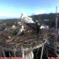 07_35-nest.jpg