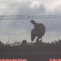 07_40-mast.jpg