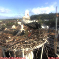07_40-nest.jpg