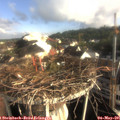 07_45-nest.jpg