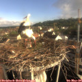 07_50-nest.jpg