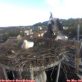 07_55-nest.jpg