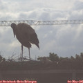 08_00-mast.jpg