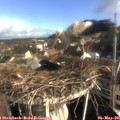 08_00-nest.jpg