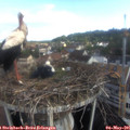 08_10-nest.jpg