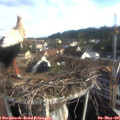 08_15-nest.jpg