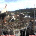 08_20-nest.jpg