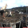 08_25-nest.jpg