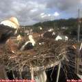 08_30-nest.jpg
