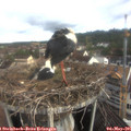 08_40-nest.jpg