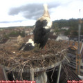 08_45-nest.jpg