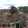 08_50-nest.jpg