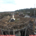 09_00-nest.jpg
