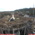 09_05-nest.jpg