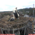09_10-nest.jpg