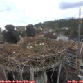 09_15-nest.jpg