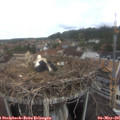 09_20-nest.jpg