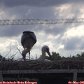 09_30-mast.jpg