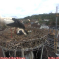 09_30-nest.jpg