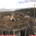 09_35-nest.jpg