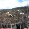 09_45-nest.jpg